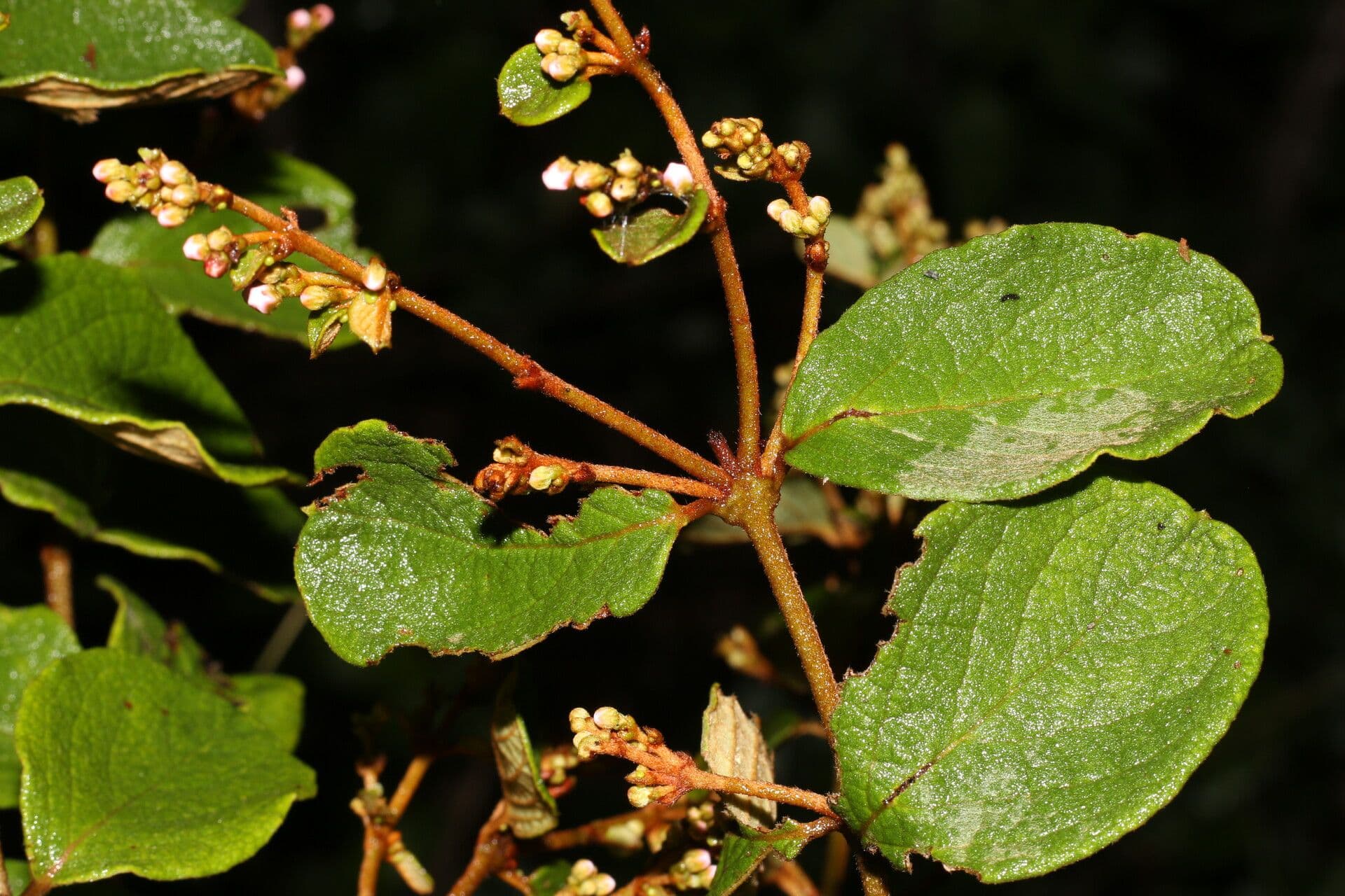 Heteropterys 9