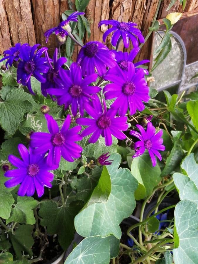 Pericallis 4