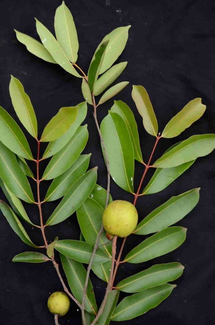 Hancornia 9