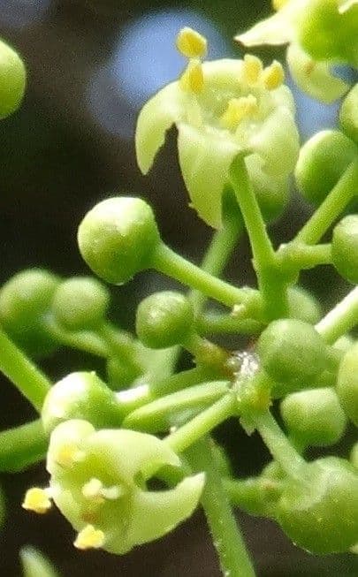 Oriental bittersweet 6