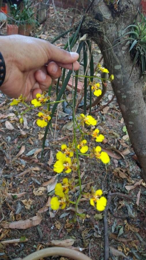 Trichocentrum cebolleta