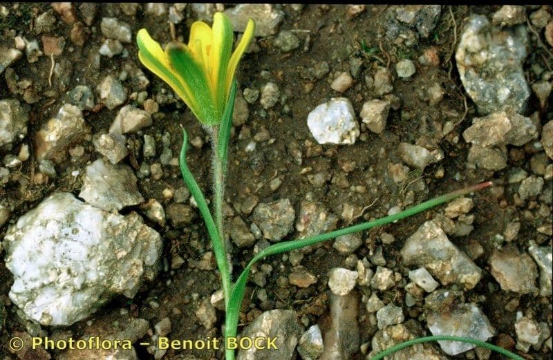 Gagea bohemica 18