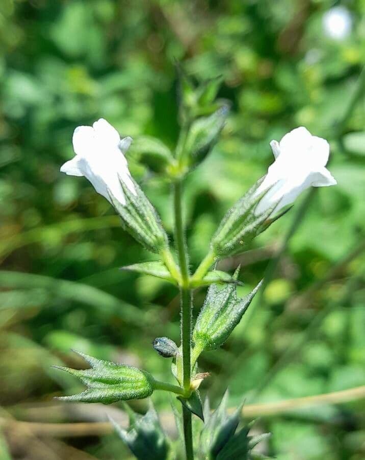 Lepechinia 2