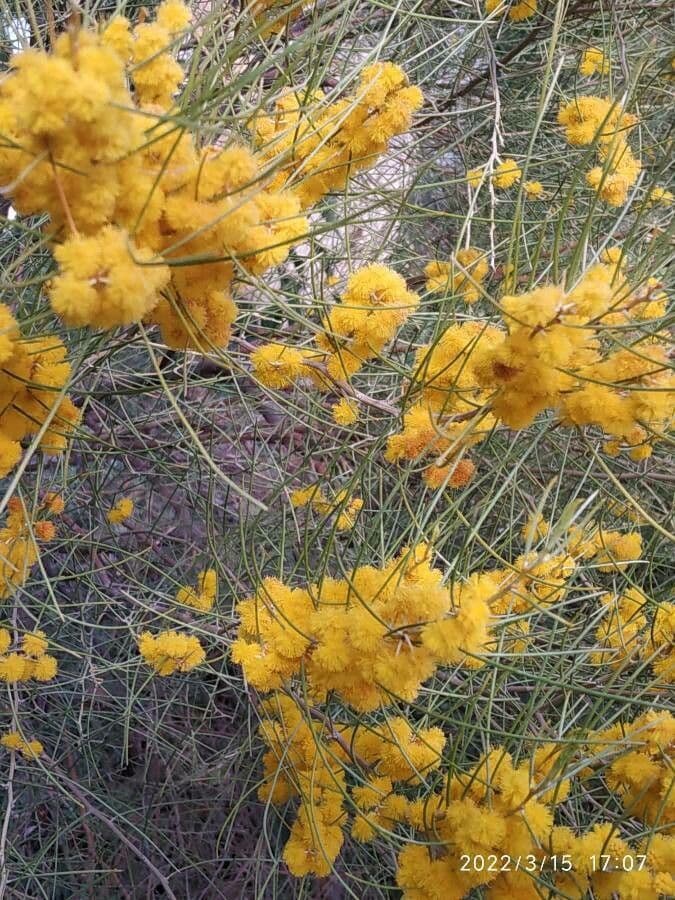Acacia