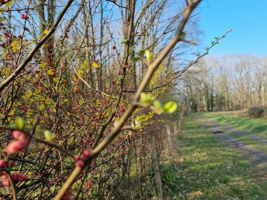Ilex decidua 19