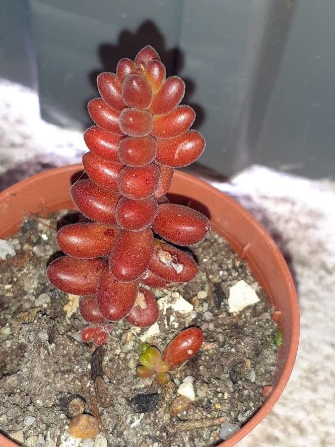 Sedum 4