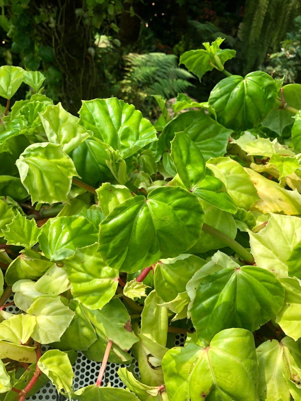 Begonia 16
