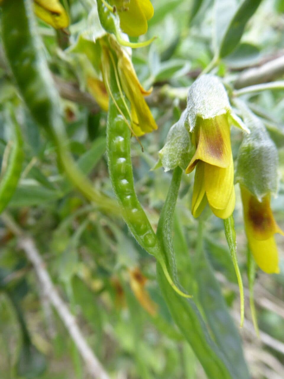 Anagyris fetida 5