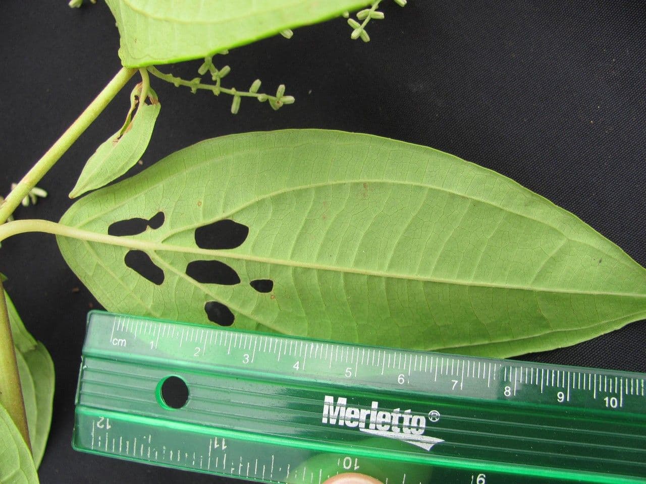 Mikania silvatica 3