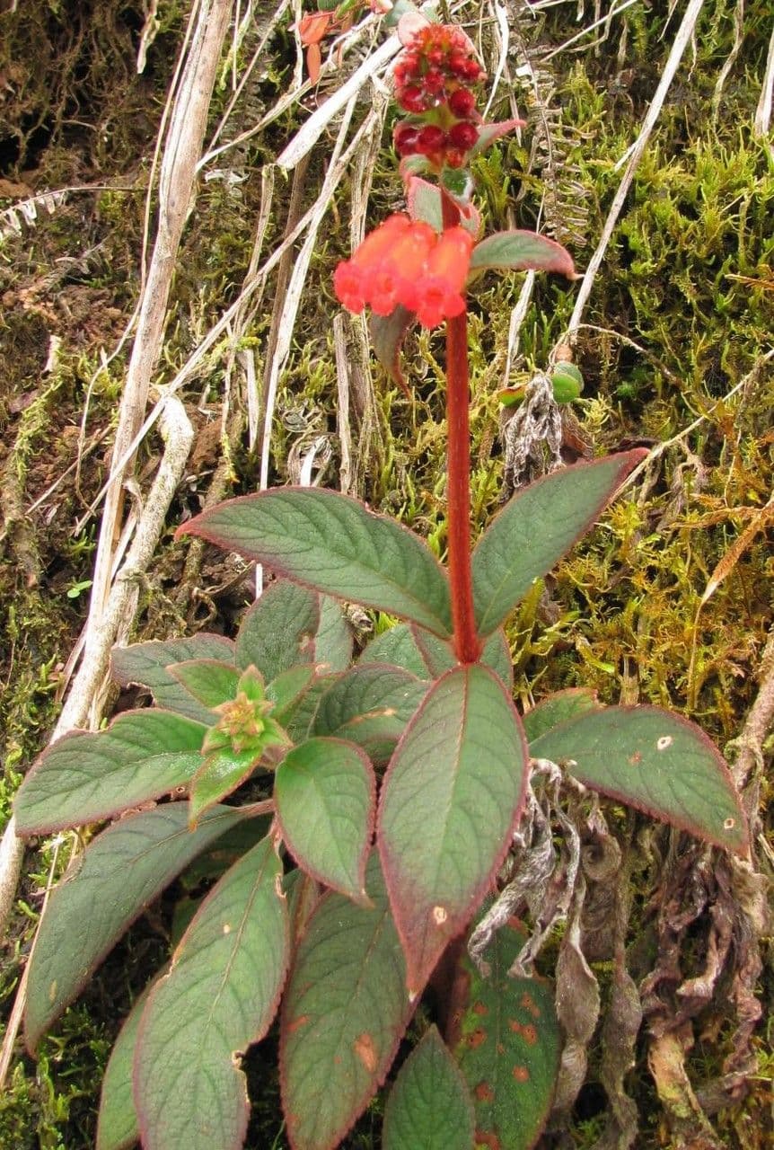 Kohleria spicata 18