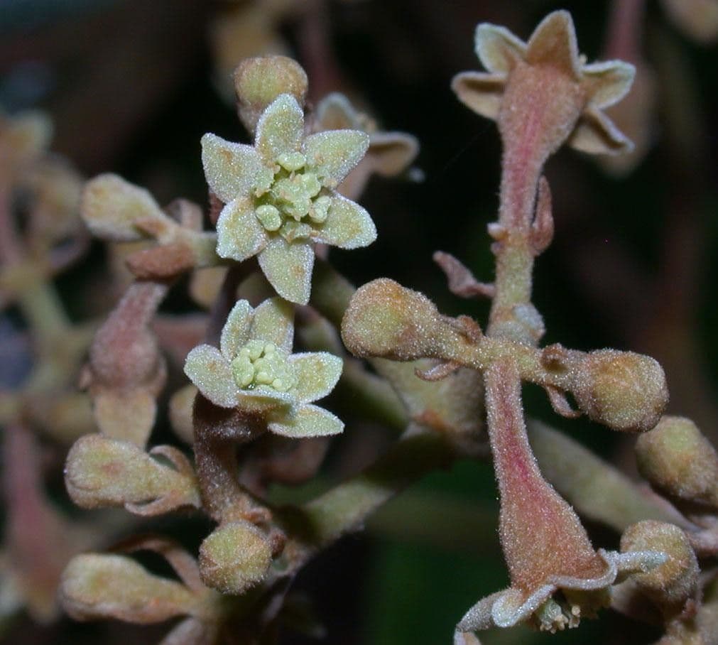 Rhodostemonodaphne 8