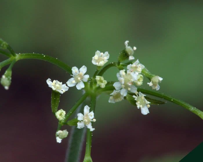 Osmorhiza cilena 2