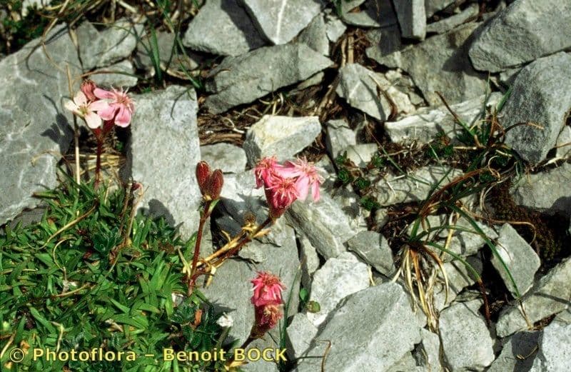 Steinrose 16