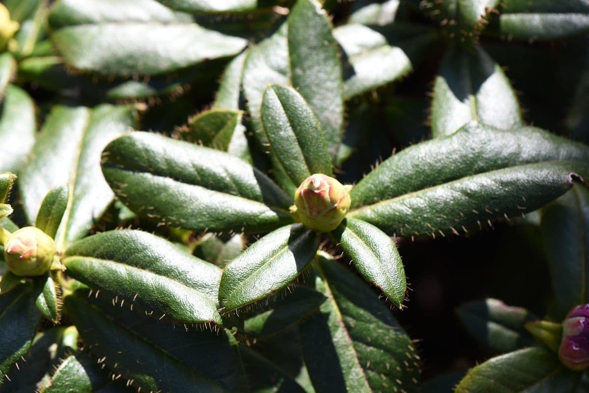 Rododendro 11