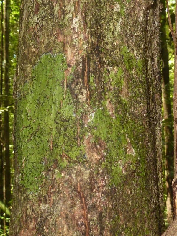 Chrysophyllum 7