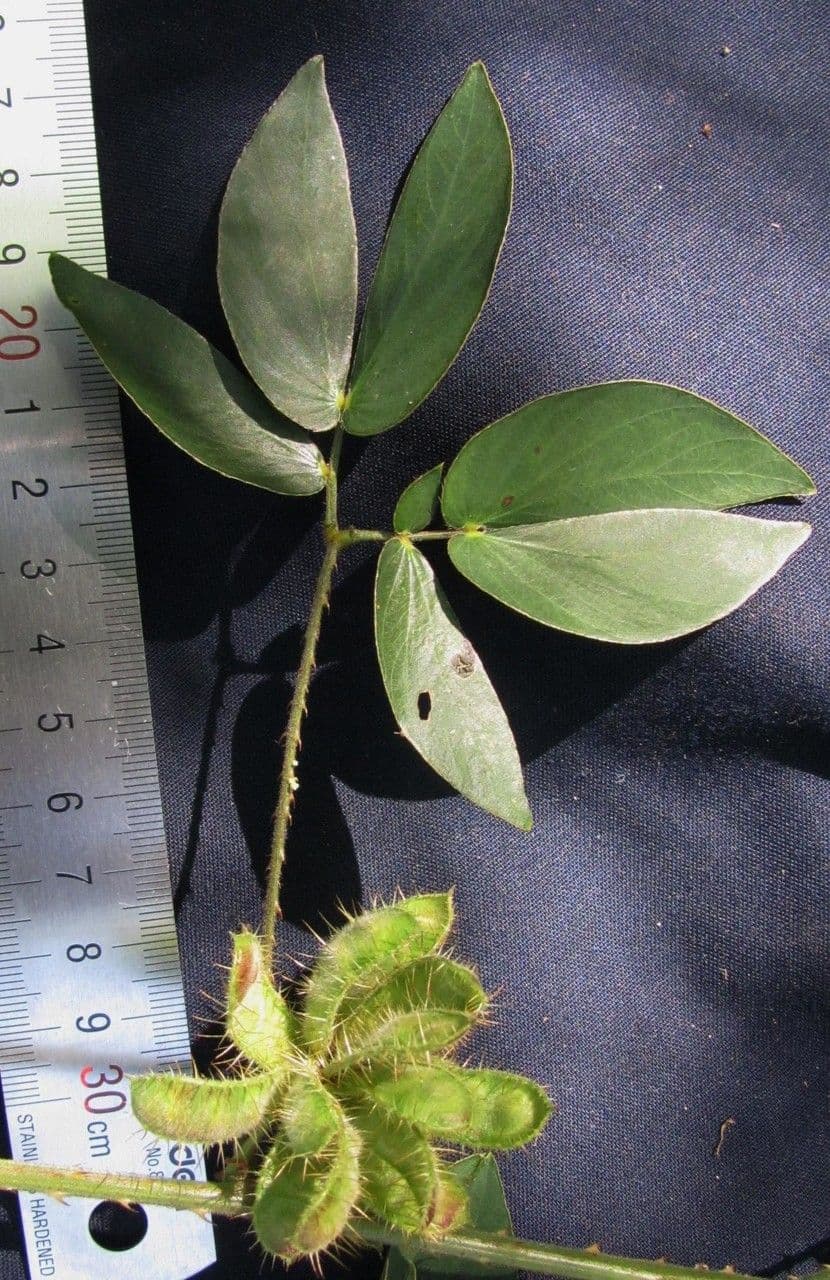 Samt-Mimose 10