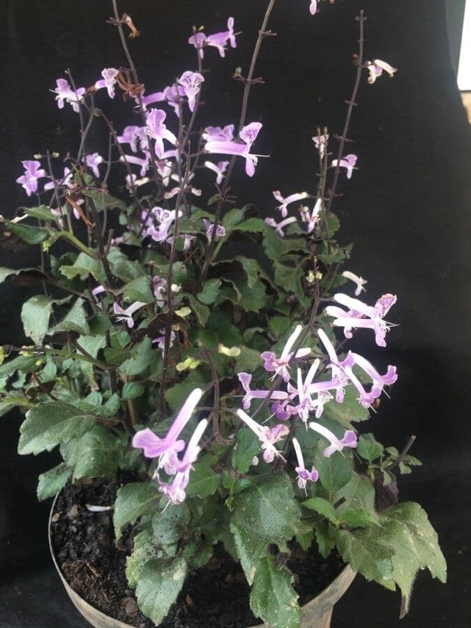Plectranthus 7