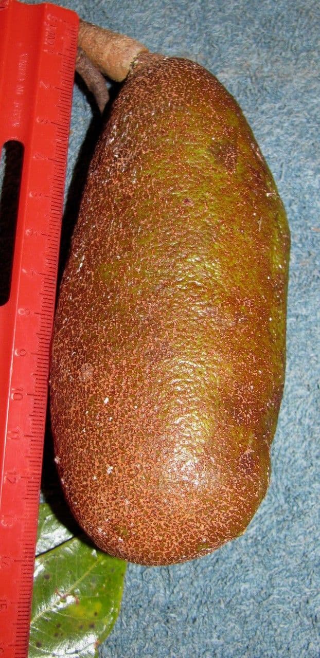 Hymenaea courbaril 23