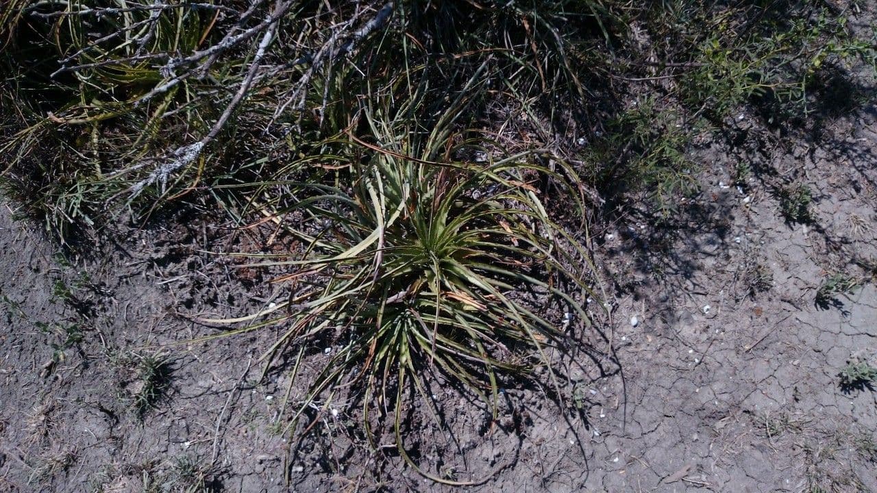Hechtia 5