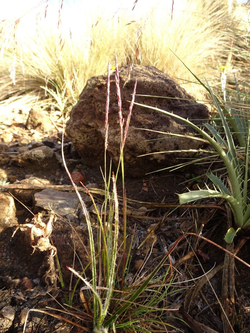 Agrostis 4