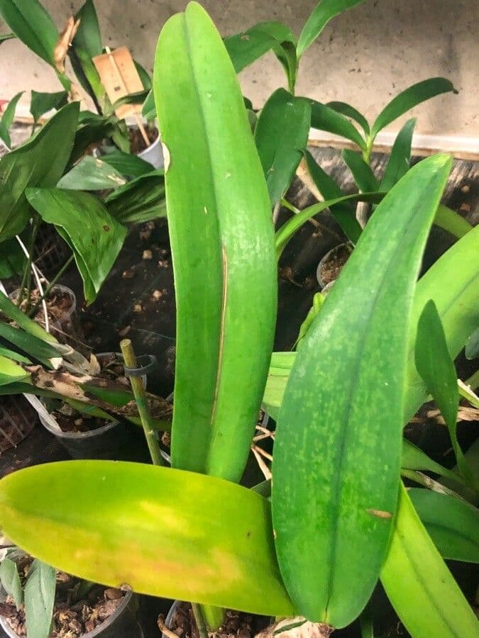 Orchidea di Natale 7