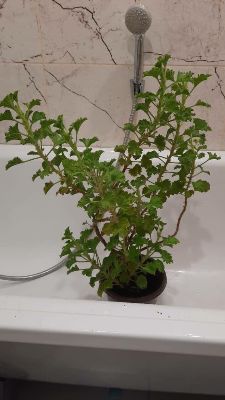 Callistephus chinensis 18