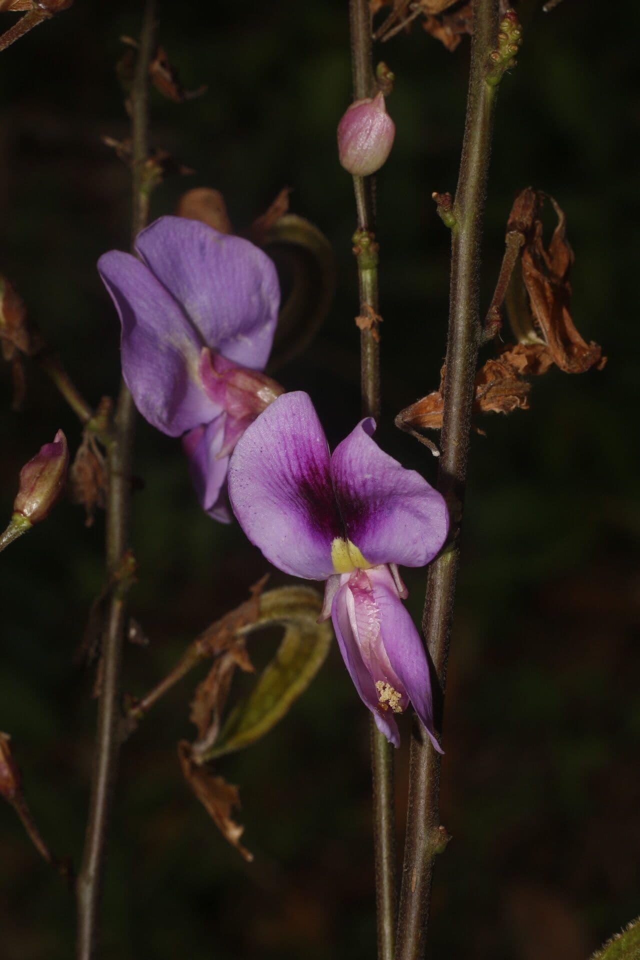 Dioclea 5