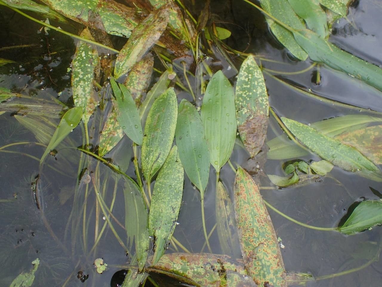 Brasca nodosa 12