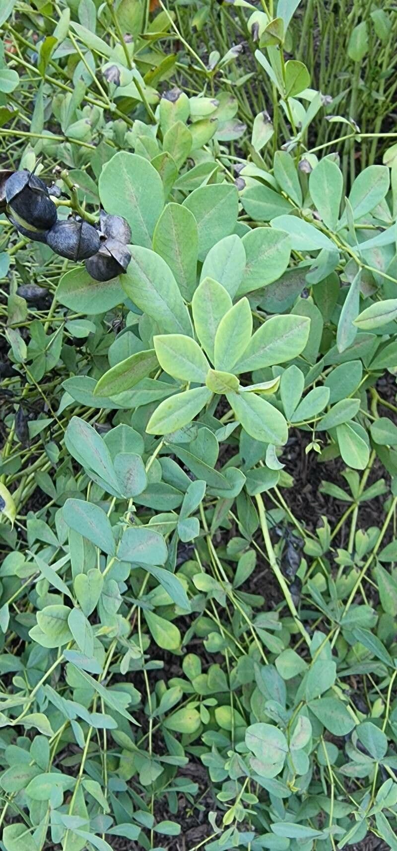 Baptisia tinctoria 17