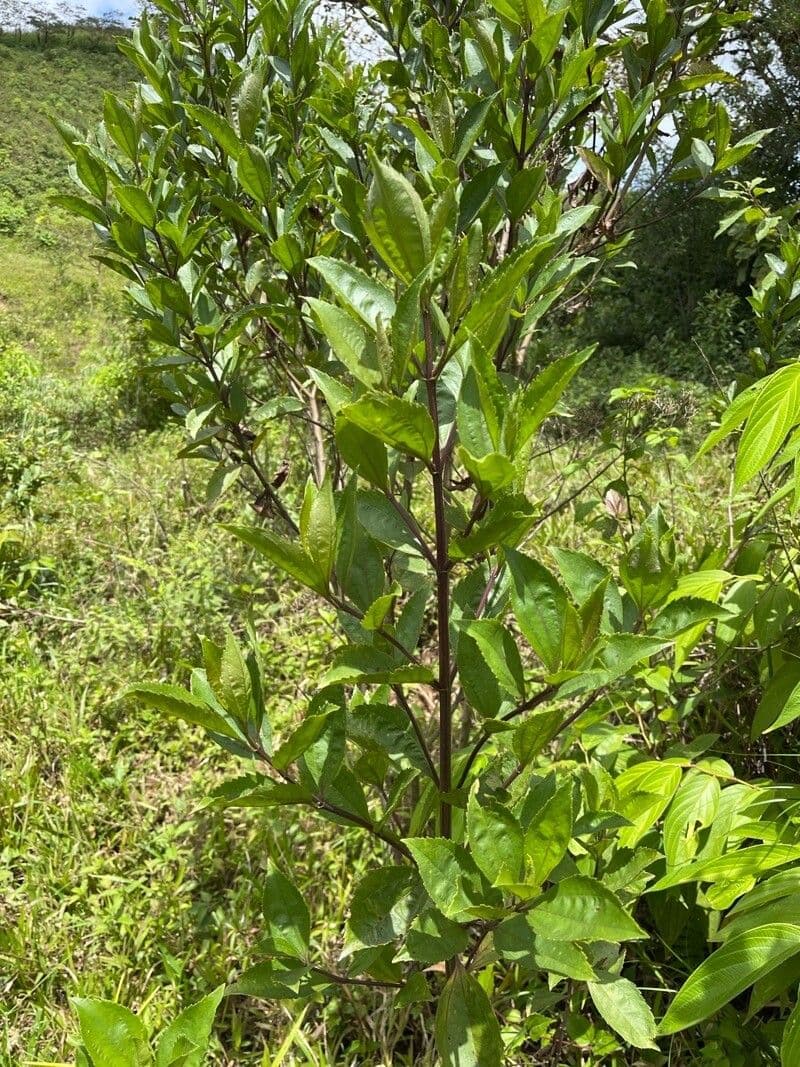 Baccharis stopkatá 5