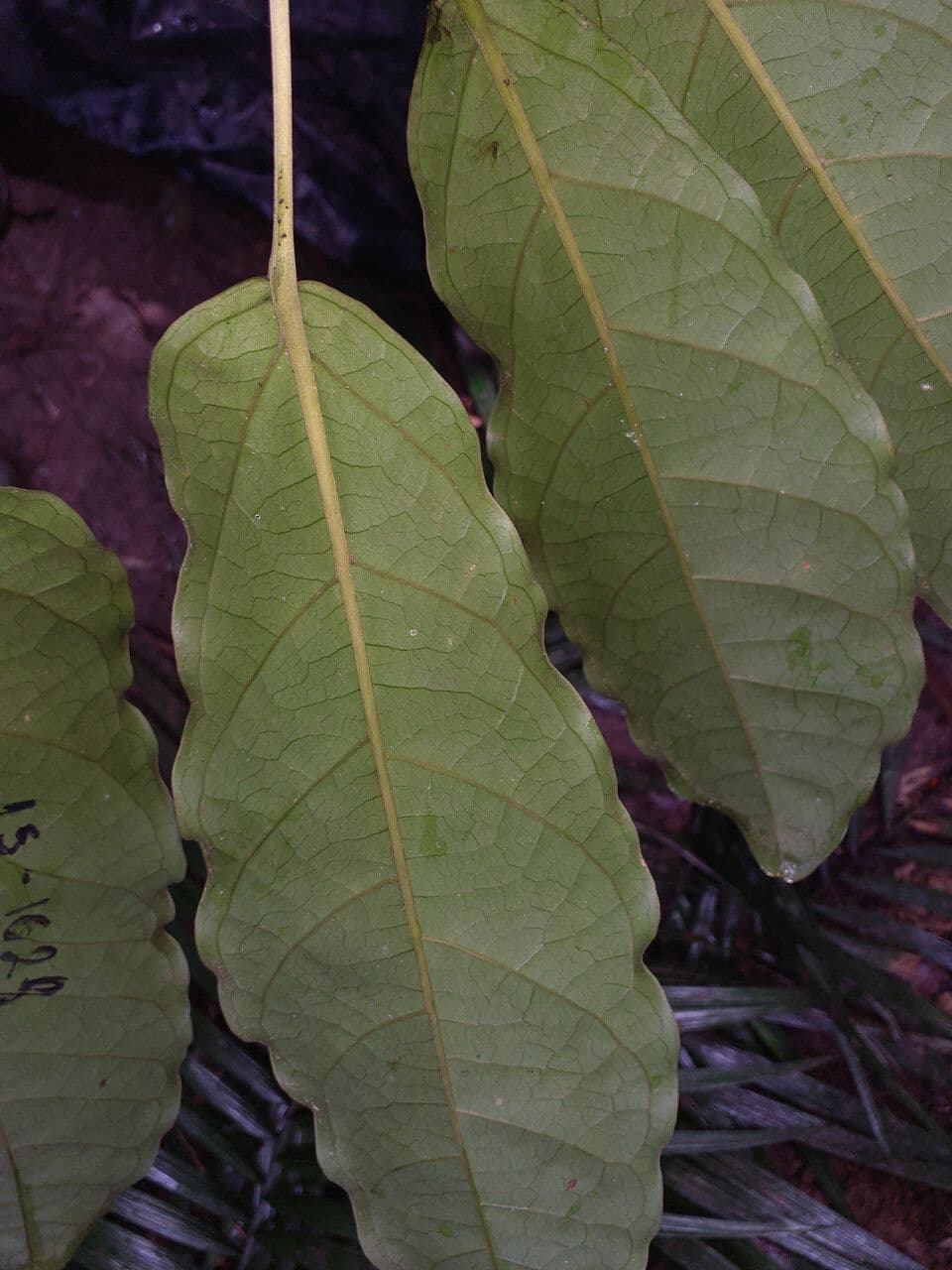 Schefflera 5