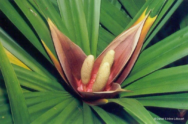 Freycinetia 5