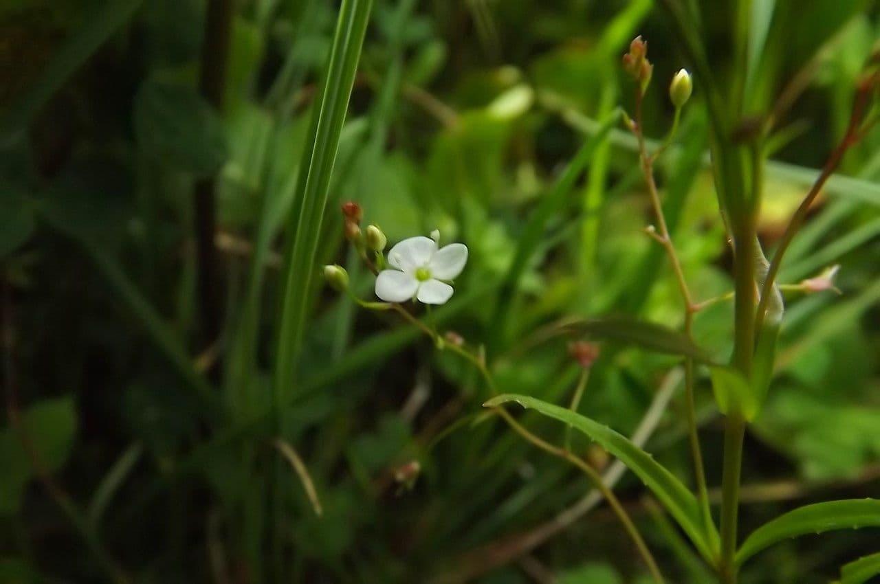 Veronica scudata 6