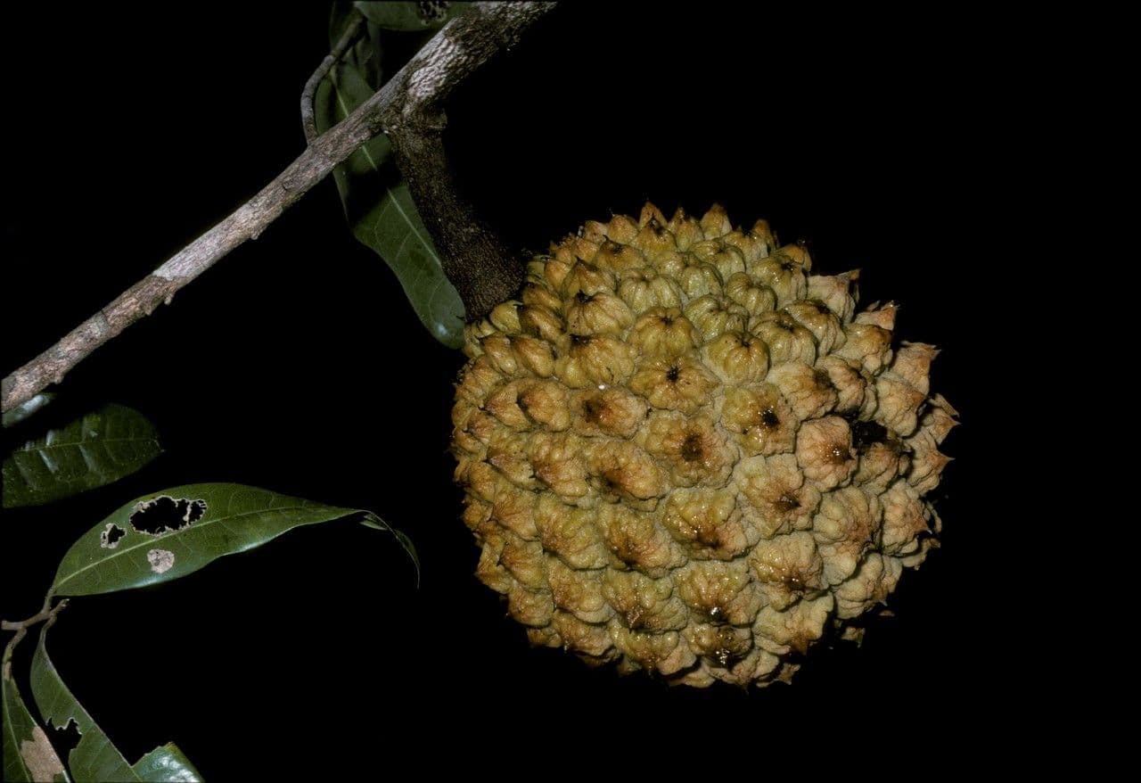 Duguetia
