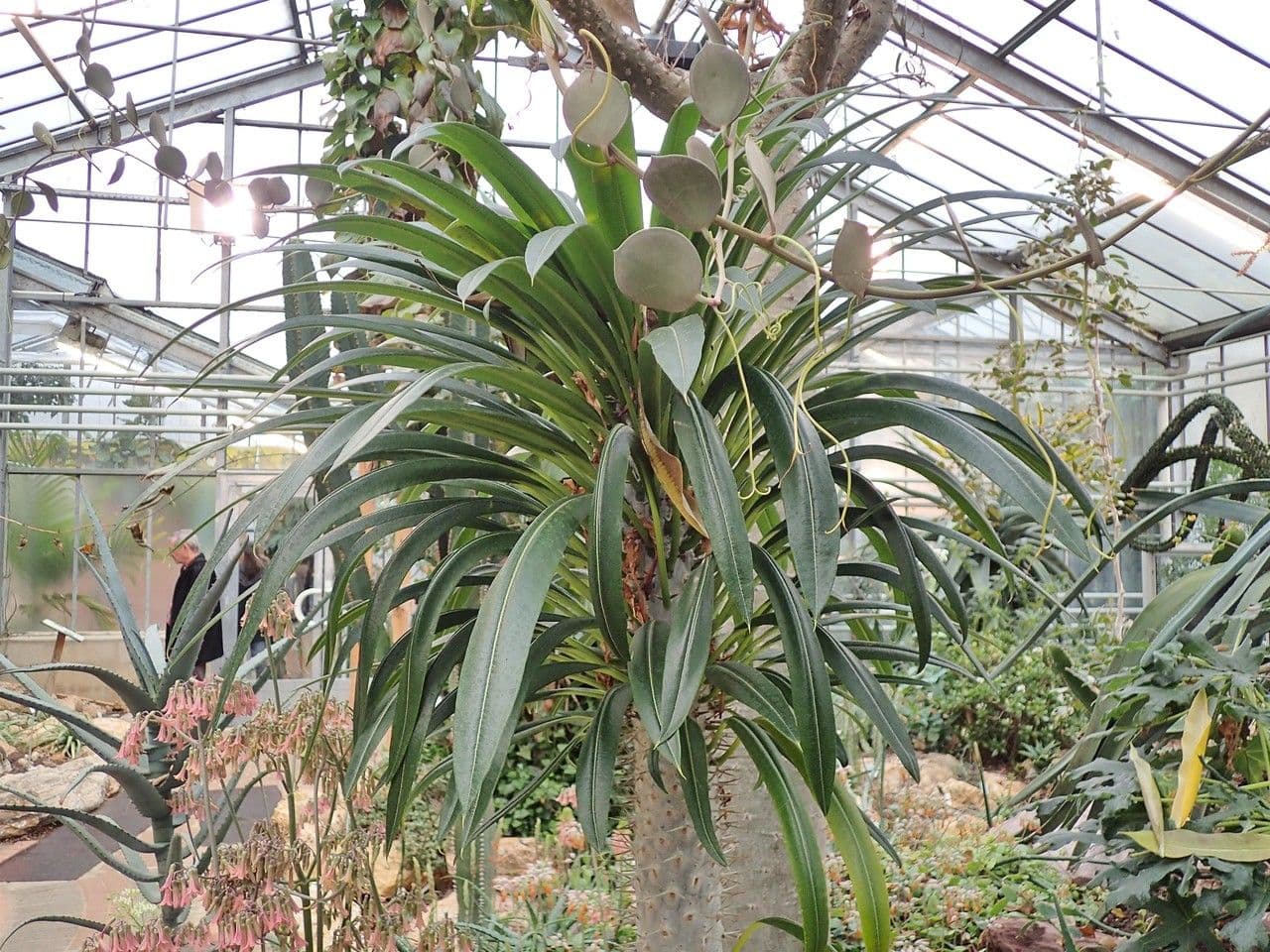 Pachypodium 5