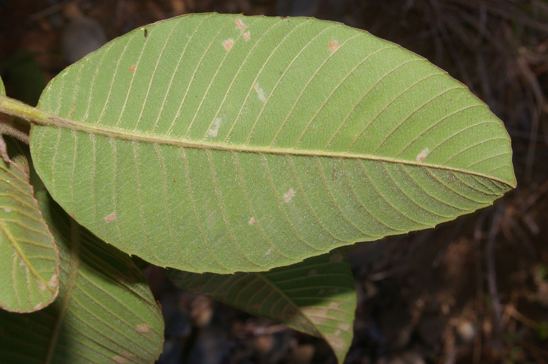 Davilla di Kunth 8