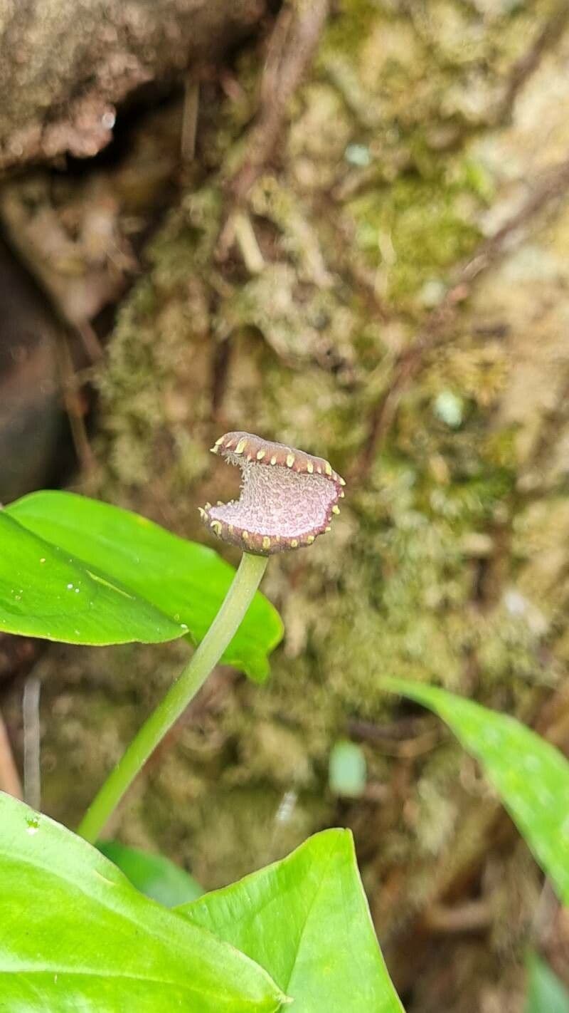 Dorstenia