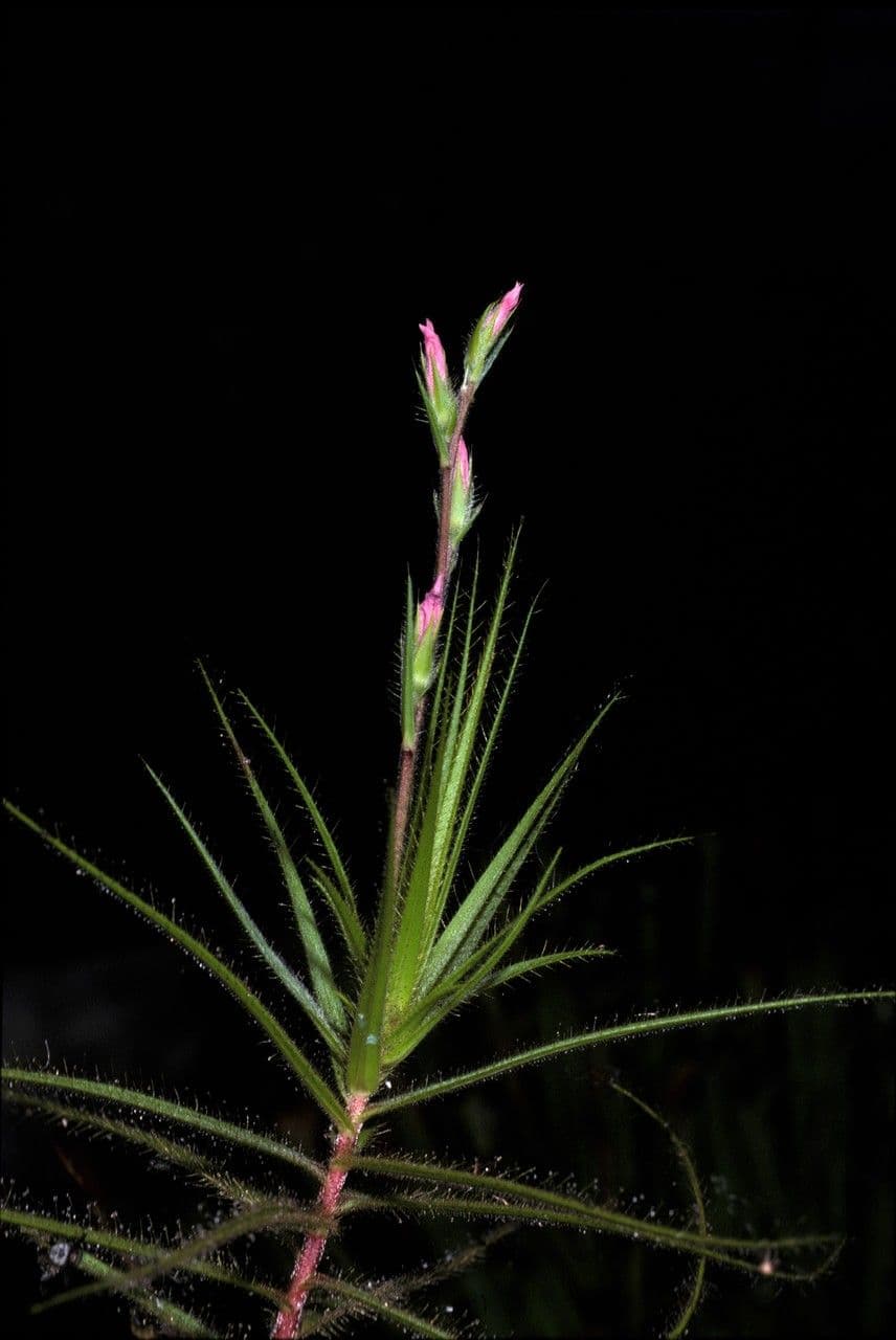 Roridula