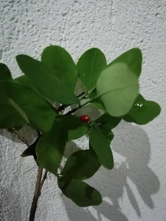 Erythroxylon 2