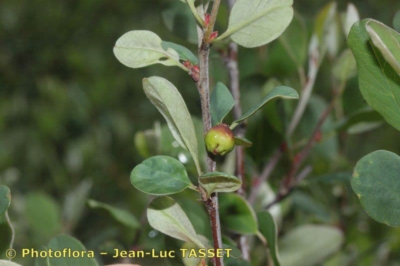 Cotoneaster 13