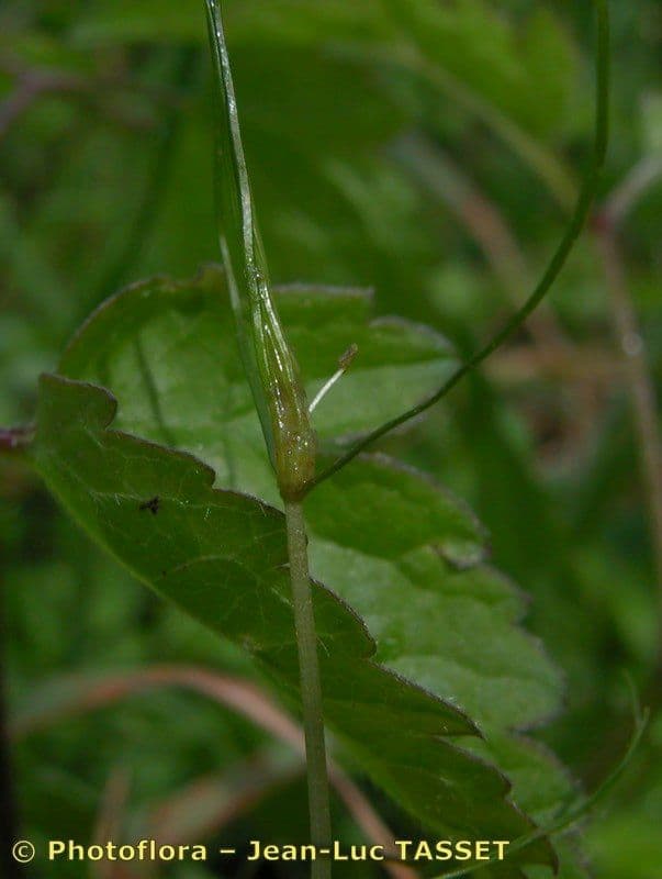 Zanichellia palustre 9