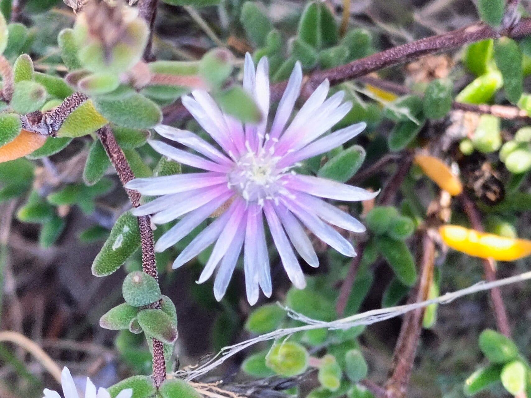 Drosanthemum