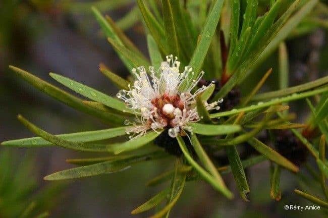 Melaleuca 4