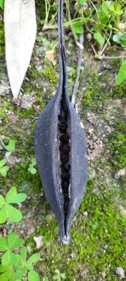 Brachychiton klonolistny 4