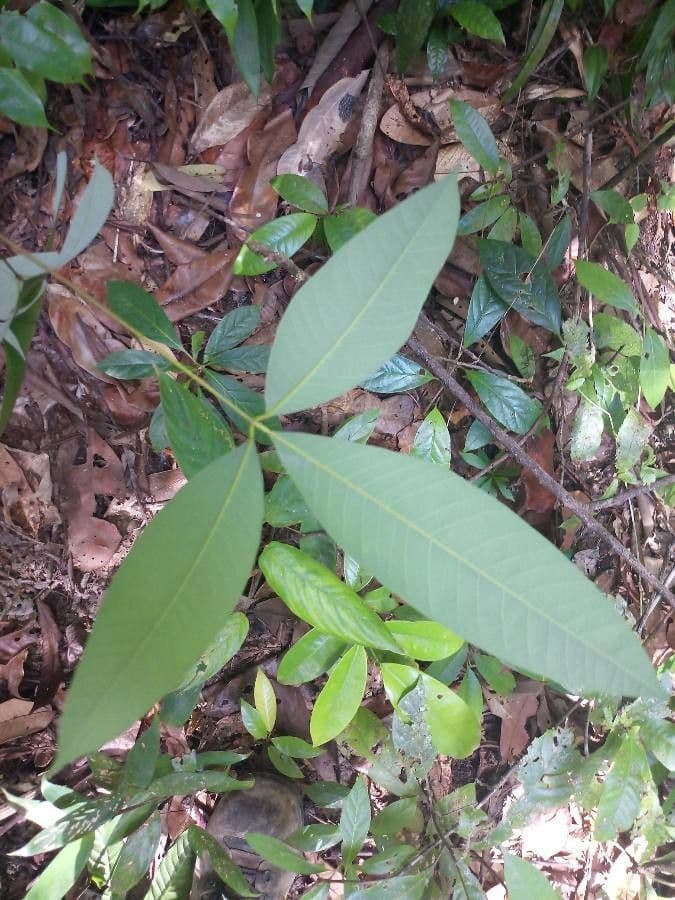 Hevea guianensis 2