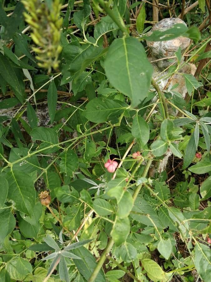 Falsa ortica macchiata 3
