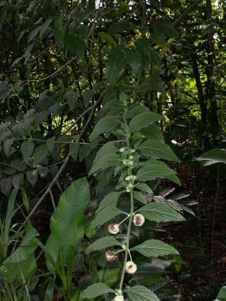 Hyptis capitata 11