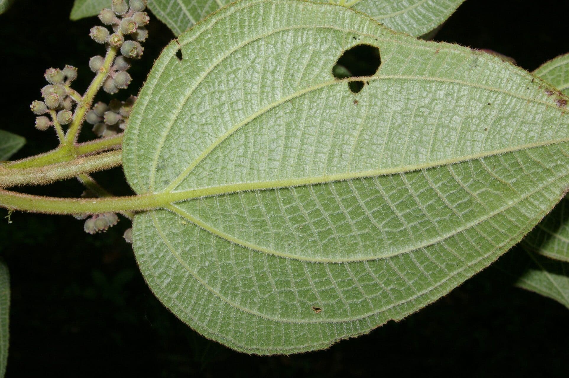 Miconia 8