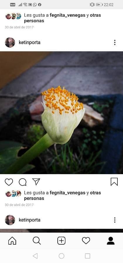 Haemanthus