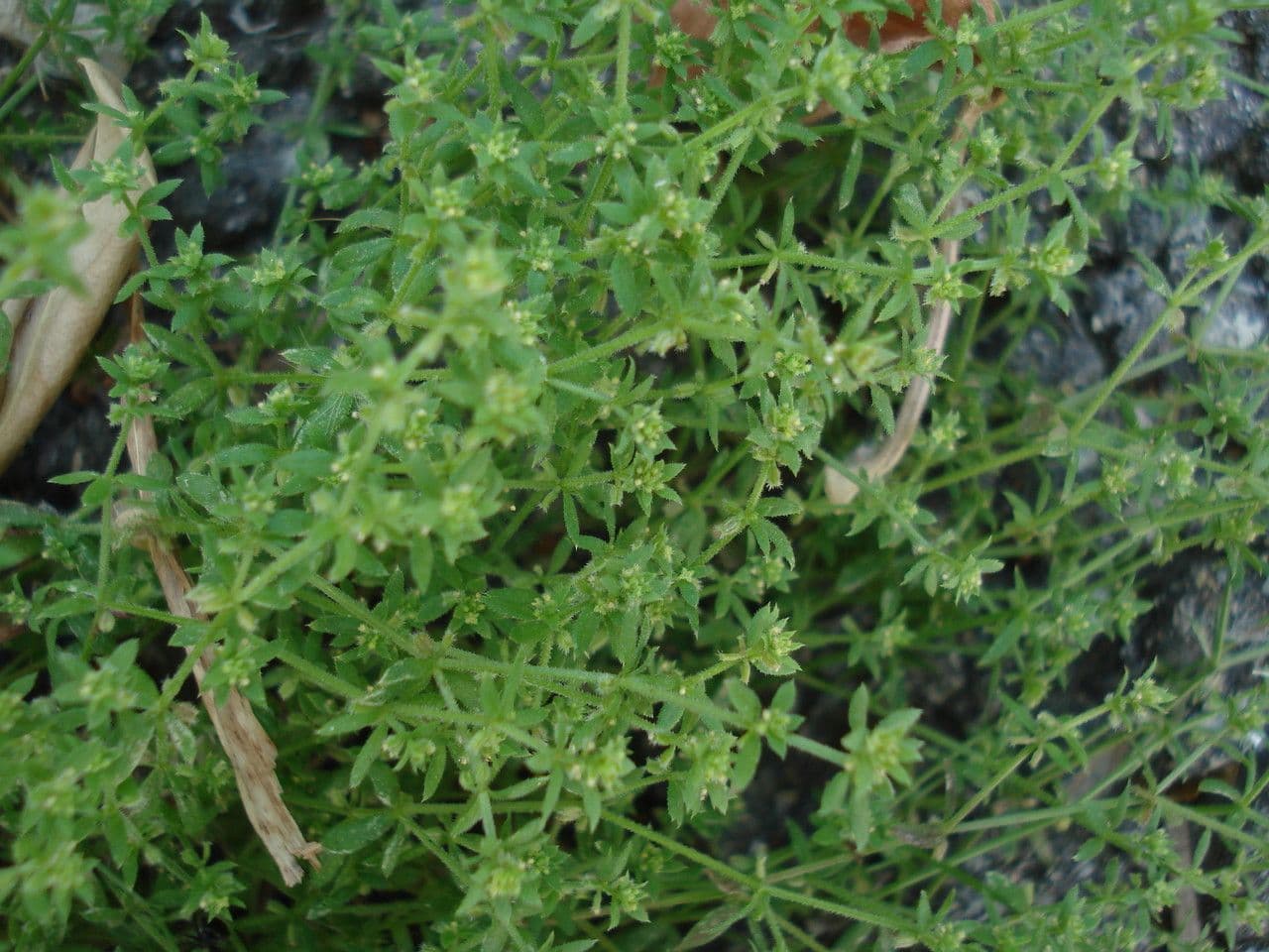 Galium murale 13